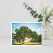 Carte Postale Quiet Time With a Big Tree – Postcard (Debout devant)