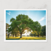 Carte Postale Quiet Time With a Big Tree – Postcard (Devant)