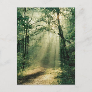 Carte Postale Quiet Walkway