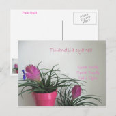 Carte postale Quill Rose Kindly (Devant / Derrière)