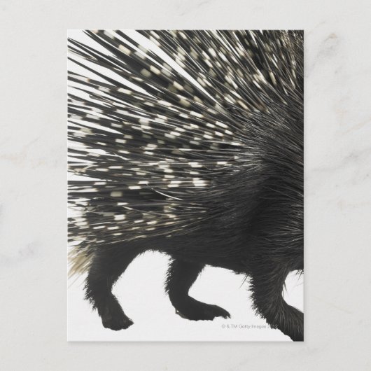 Carte Postale Quilles de Porcupine (Devant)
