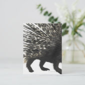 Carte Postale Quilles de Porcupine (Debout devant)