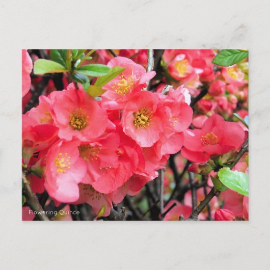 Carte Postale Quince à fleurs [Carte postale] (Devant)