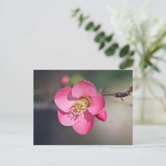 Carte Postale Quince à fleurs roses parfaite (Debout devant)