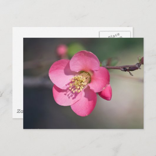 Carte Postale Quince à fleurs roses parfaite (Devant / Derrière)