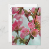 Carte Postale Quince blossoms (Devant / Derrière)
