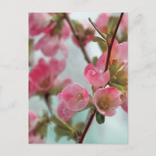 Carte Postale Quince blossoms (Devant)