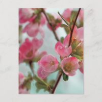 Quince blossoms