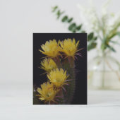 Carte Postale Quintuple de fleurs de cactus (Debout devant)