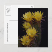 Carte Postale Quintuple de fleurs de cactus (Devant / Derrière)