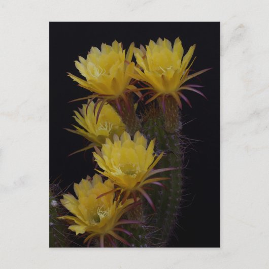 Carte Postale Quintuple de fleurs de cactus (Devant)
