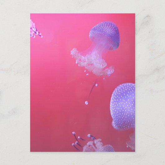 Carte Postale Quirky Jellyfish in the Pink Water (Devant)