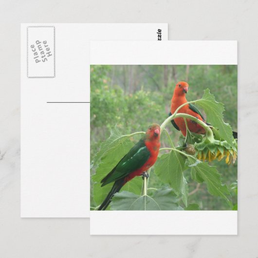 Carte Postale Quoi ? (Devant / Derrière)