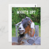 Carte Postale Quoi de neuf ? Chèvre amusante (Devant / Derrière)