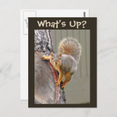 Carte Postale Quoi de neuf ? Photo d'écureuil (Devant / Derrière)