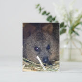 Carte Postale Quokka (Debout devant)
