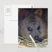 Carte Postale Quokka (Devant / Derrière)