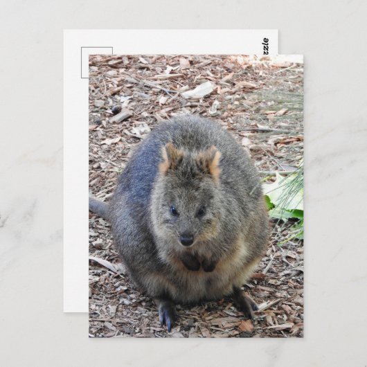 Carte Postale Quokka (Devant / Derrière)