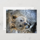 Carte postale Quokka Australie-Occidentale (Devant / Derrière)