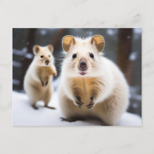 Carte Postale Quokka australien de neige en Snokka