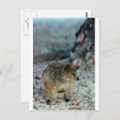 Carte Postale Quokka furieuse sur l'île Rottnest (Devant / Derrière)