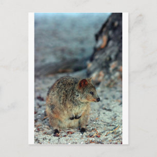 Carte Postale Quokka furieuse sur l'île Rottnest
