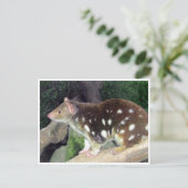 Carte Postale quoll de tiger (Debout devant)