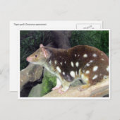 Carte Postale quoll de tiger (Devant / Derrière)