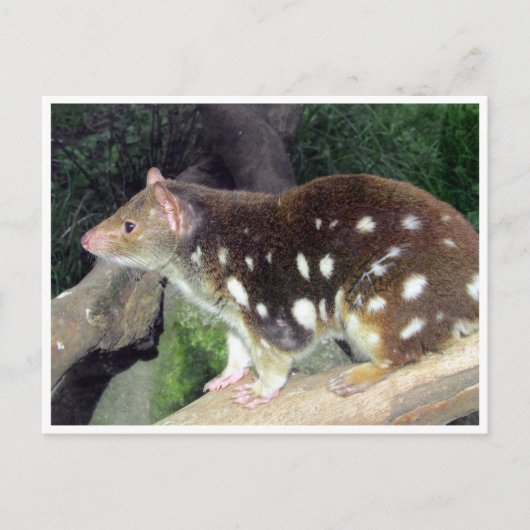 Carte Postale quoll de tiger (Devant)