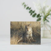 Carte Postale R15 Coyote Couché (Debout devant)