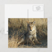 Carte Postale R15 Coyote Couché (Devant / Derrière)