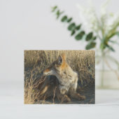 Carte Postale R16 Coyote se grattant (Debout devant)