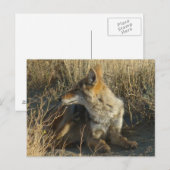 Carte Postale R16 Coyote se grattant (Devant / Derrière)
