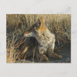 Carte Postale R16 Coyote se grattant