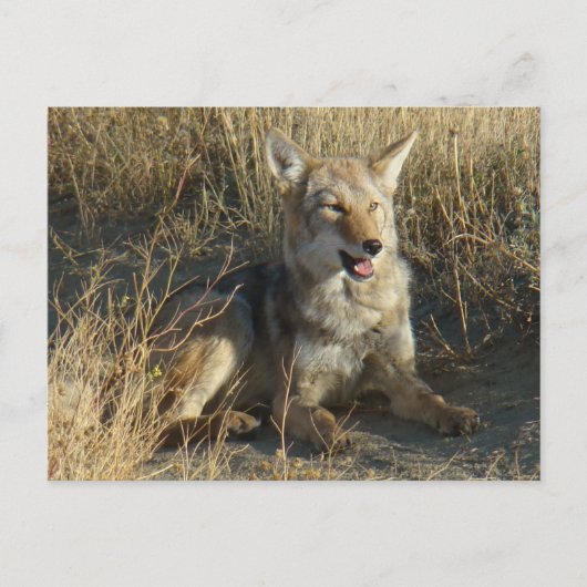 Carte Postale R18 Coyote Laying (Devant)