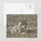 Carte Postale R22 Coyote Couché (Devant / Derrière)
