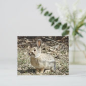 Carte Postale R24 Lapin à queue blanche (Debout devant)
