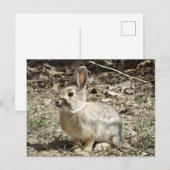 Carte Postale R24 Lapin à queue blanche (Devant / Derrière)