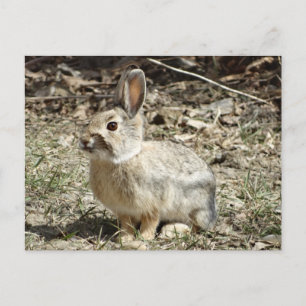 Carte Postale R24 Lapin à queue blanche