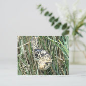 Carte Postale R4 Bullsnake dans l'herbe (Debout devant)