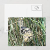 Carte Postale R4 Bullsnake dans l'herbe (Devant / Derrière)