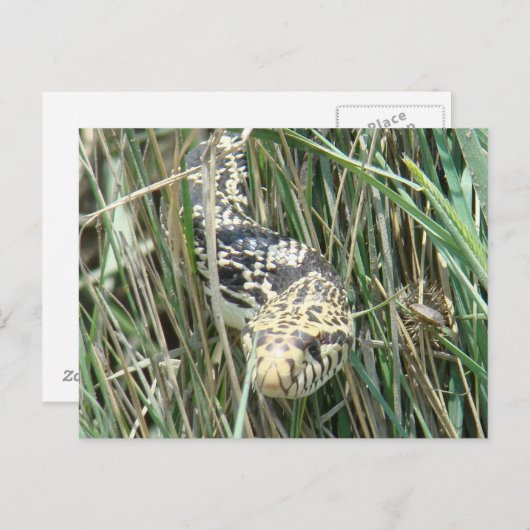 Carte Postale R4 Poulet de taureau en herbe (Devant / Derrière)