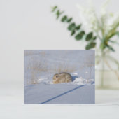 Carte Postale R5 Lapin de coton en neige (Debout devant)