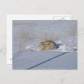 Carte Postale R5 Lapin de coton en neige (Devant / Derrière)