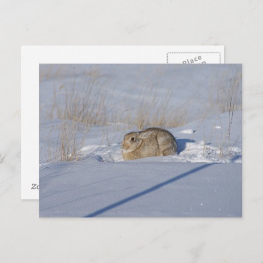 Carte Postale R5 Lapin de coton en neige (Devant / Derrière)