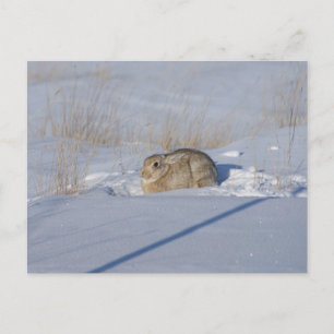 Carte Postale R5 Lapin de coton en neige