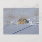 Carte Postale R5 Lapin de coton en neige (Devant)