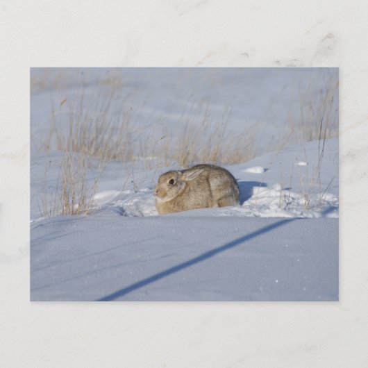 Carte Postale R5 Lapin de coton en neige (Devant)