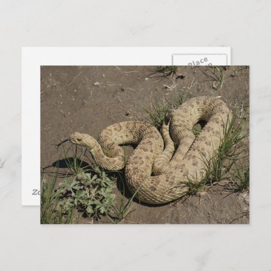 Carte Postale R6 Prairie Rattlesnake (Devant / Derrière)