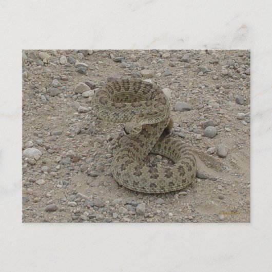 Carte Postale R9 Serpent à sonnette de prairie (Devant)